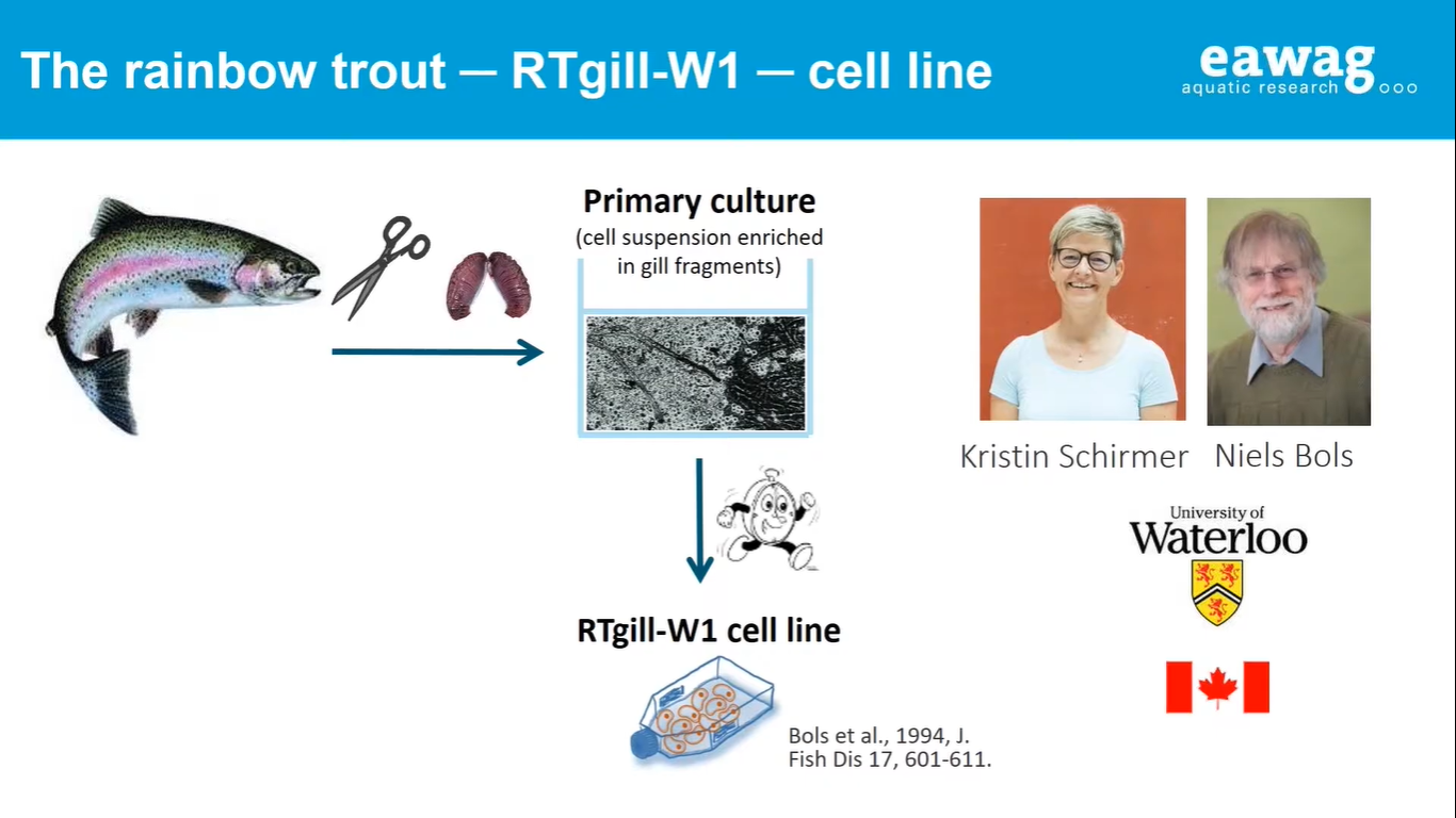 Fish cell lines of rainbow trout as alternatives to fish in