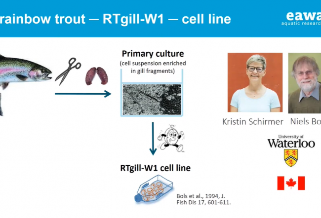 Fish cell lines of rainbow trout as alternatives to fish in environmental risk assessment